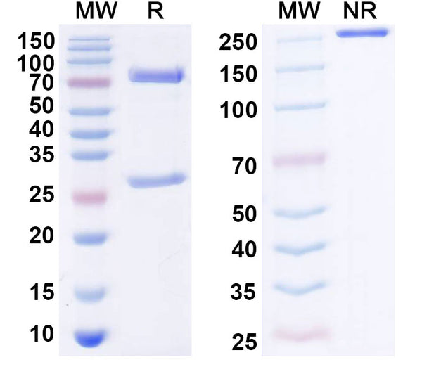SDS-PAGE for Anti-Human TGFB1/TGF-beta-1 Antibody (SAA0443)
