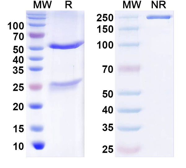 SDS-PAGE for InVivoMAb Anti-F8/Coagulation factor VIII Antibody (KRIX-1).