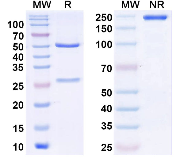 SDS-PAGE for InVivoMAb Anti-F8/Coagulation factor VIII Antibody (KM33).