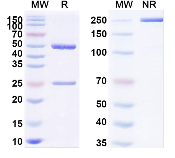 SDS-PAGE for Anti-Human INS/Insulin Antibody (SAA0557).