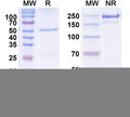 SDS-PAGE for Anti-Human Insulin Monoclonal Antibody (1A219)
