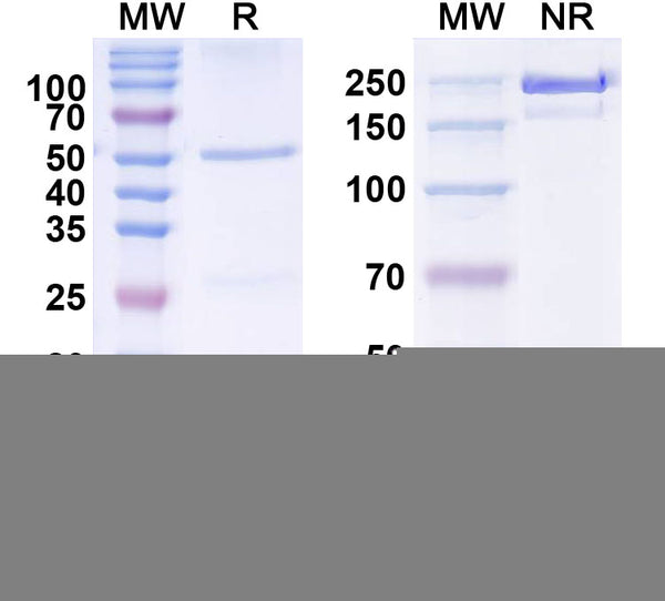 SDS-PAGE for Anti-Human Insulin Monoclonal Antibody (1A219)