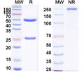 Detects recombinant human insulin (Cat No.: HF990012) in indirect ELISA.