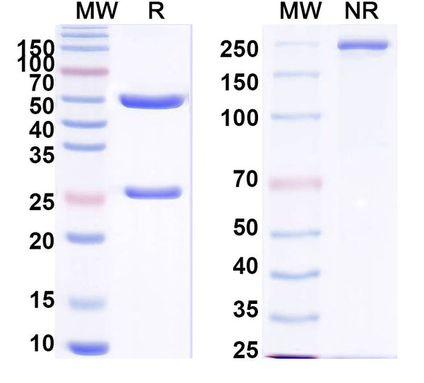 Detects recombinant human insulin (Cat No.: HF990012) in indirect ELISA.