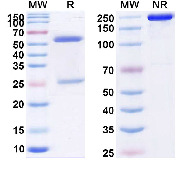 SDS-PAGE for Anti-Human INS/Insulin Monoclonal Antibody (1A399)