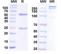 SDS-PAGE for Anti-Human Prepro-Insulin Monoclonal Antibody (1A221)