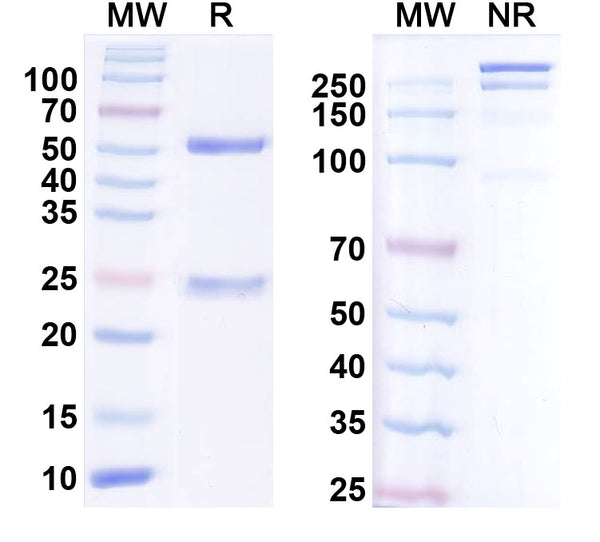 SDS-PAGE for Anti-Human Prepro-Insulin Monoclonal Antibody (1A221)