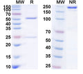 SDS-PAGE for Anti-Human Prepro-Insulin Monoclonal Antibody (1A224)