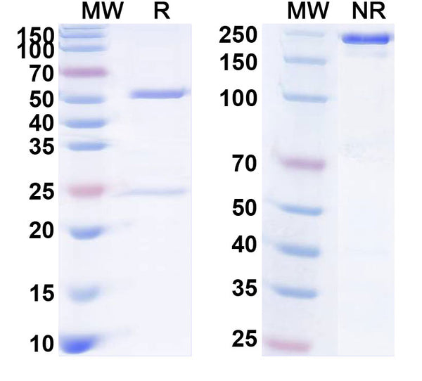 SDS-PAGE for Anti-Human Prepro-Insulin Monoclonal Antibody (1A224)
