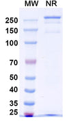 Anti-Human NTN1/Netrin-1 Reference Antibody (NP137) – Figure 1 of 1