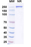 SDS-PAGE for Anti-Human CD25/IL2RA Antibody (BA9)
