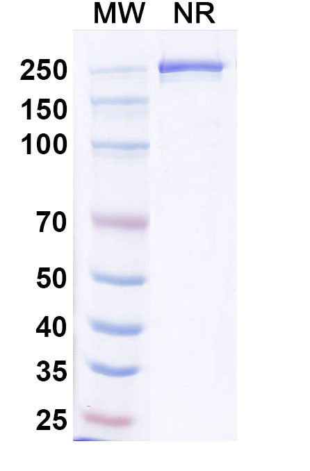 SDS-PAGE for Anti-Human CD25/IL2RA Antibody (BA9)
