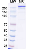 SDS-PAGE for Anti-Human CD25/IL2RA Antibody (BT942)