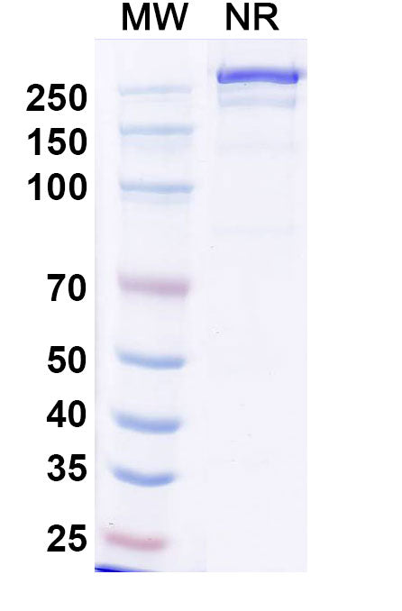 SDS-PAGE for Anti-Human CD25/IL2RA Antibody (BT942)