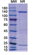 Anti-Human CD25/IL-2R alpha Reference Antibody (Basiliximab) – Figure 1 of 2