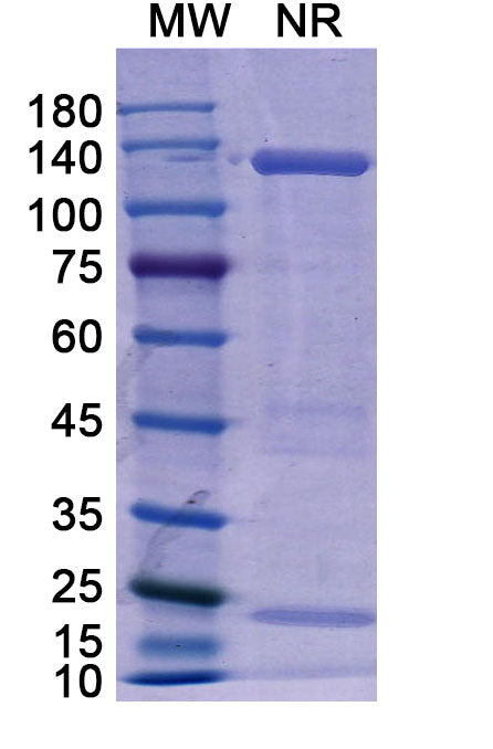 Anti-Human CD25/IL-2R alpha Reference Antibody (Basiliximab) – Figure 1 of 2