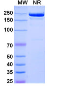 Anti-Human CD25/IL-2R alpha Reference Antibody (Camidanlumab) – Figure 1 of 1