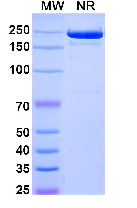 Anti-Human CD25/IL-2R alpha Reference Antibody (Camidanlumab) – Figure 1 of 1