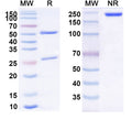Anti-Human CD25/IL-2R alpha Reference Antibody (Inolimomab) – Figure 1 of 1
