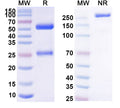 Anti-Human CD4 Reference Antibody (Campath-9H) – Figure 1 of 1