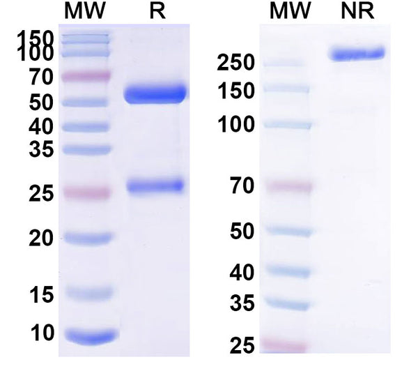 Anti-Human CD4 Reference Antibody (Campath-9H) – Figure 1 of 1