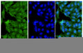 HepG2 cells were fixed with 4% paraformaldehyde for 20 minutes, followed by blocking with 5% goat serum for 1 hour. The cells were then incubated with a primary antibody targeting CD4 (HF998014) at a concentration of 10.6 ug/ml overnight at 4°C. Afterward, the cells were incubated with a secondary antibody, Goat Anti-Rabbit IgG (Alexa Fluor-488) for 50 minutes at room temperature. The localization of CD4 was visualized (shown in green), and nuclear DNA was stained with DAPI (shown in blue).