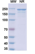 Anti-Human CD4 Reference Antibody (Zanolimumab) – Figure 1 of 1