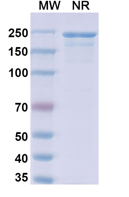Anti-Human CD4 Reference Antibody (Zanolimumab) – Figure 1 of 1
