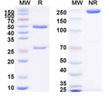 SDS-PAGE for Anti-Human CD4 Antibody (SAA2002).