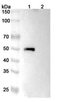 Anti-Human CD4 Reference Antibody (Tregalizumab) – Figure 1 of 2