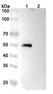Anti-Human CD4 Reference Antibody (Tregalizumab) – Figure 1 of 2