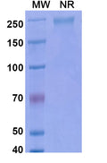 Anti-Human CD4 Reference Antibody (Keliximab) – Figure 1 of 1