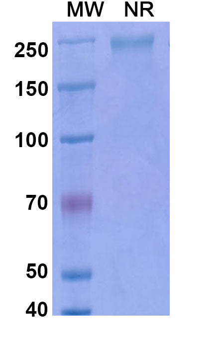 Anti-Human CD4 Reference Antibody (Keliximab) – Figure 1 of 1