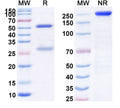 Anti-Human CD4 Reference Antibody (Priliximab) – Figure 1 of 1