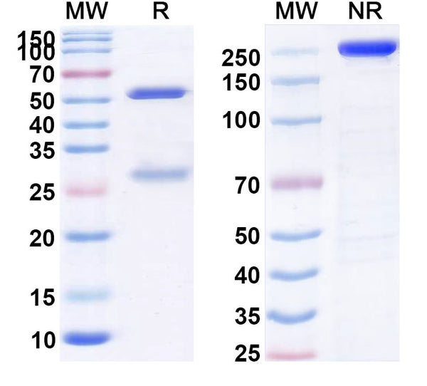 Anti-Human CD4 Reference Antibody (Priliximab) – Figure 1 of 1