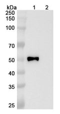 Anti-Human CD4 Reference Antibody (Semzuvolimab) – Figure 1 of 4