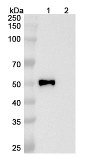 Anti-Human CD4 Reference Antibody (Semzuvolimab) – Figure 1 of 4