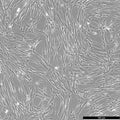HFL1 cell