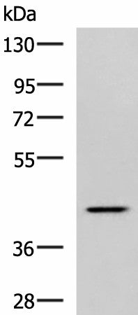 SYT2 Polyclonal Antibody – Figure 1 of 2