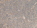 KCNE3 Polyclonal Antibody – Figure 1 of 2