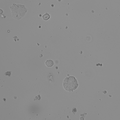 HHC6548 T1 M1 cell