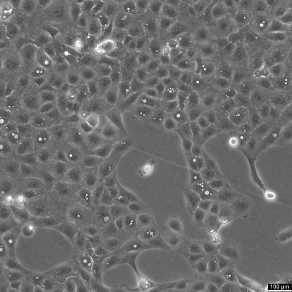HK-2 cell