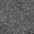 HK-CRISPR-Nup188-mEGFP cell