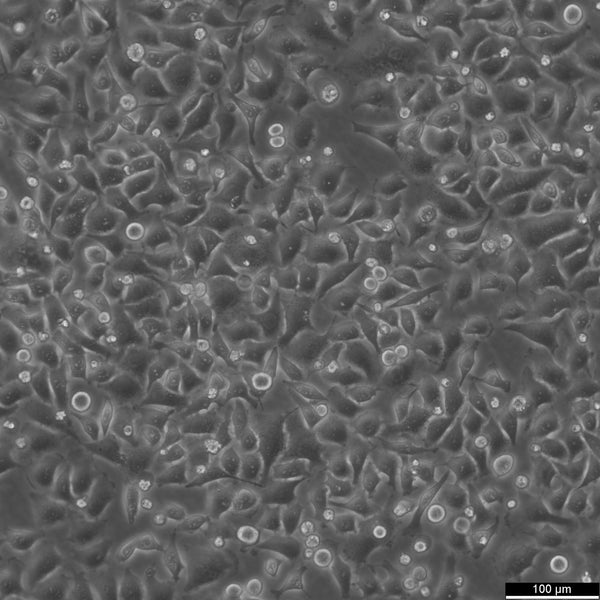 HK-CRISPR-Nup188-mEGFP cell