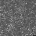 HK-CRISPR-Nup62-mEGFP cell – Figure 1 of 1