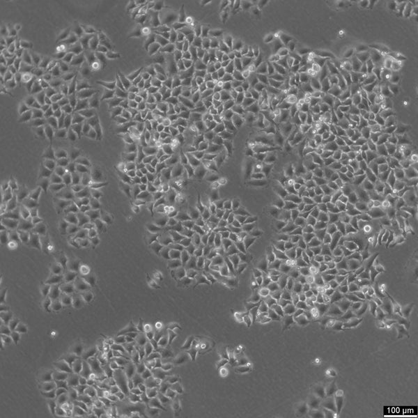 HK-CRISPR-Nup93-mEGFP cell