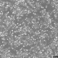 HK-CRISPR-mEGFP-Nup153 cell