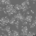 HK-CRISPR-mEGFP-Nup214 cell