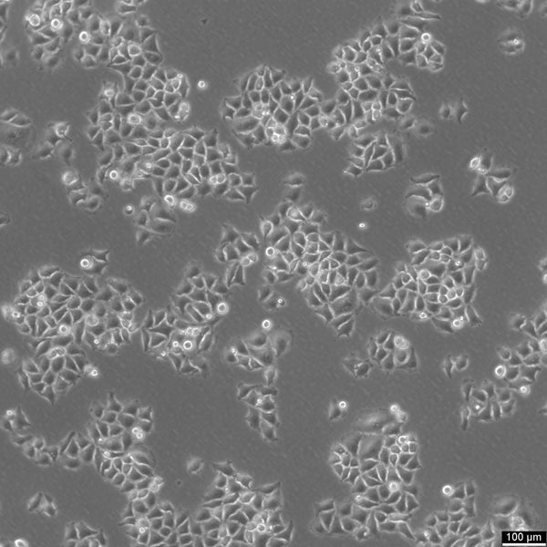 HK-CRISPR-mEGFP-Nup214 cell