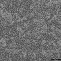 HK-CRISPR-mEGFP-Seh1 cell